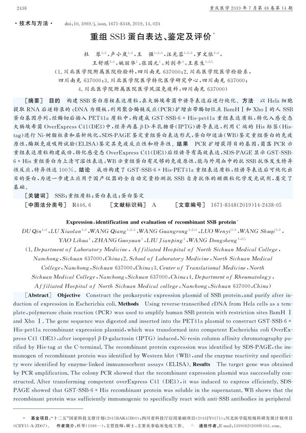重组SSB蛋白表达 鉴定及评价