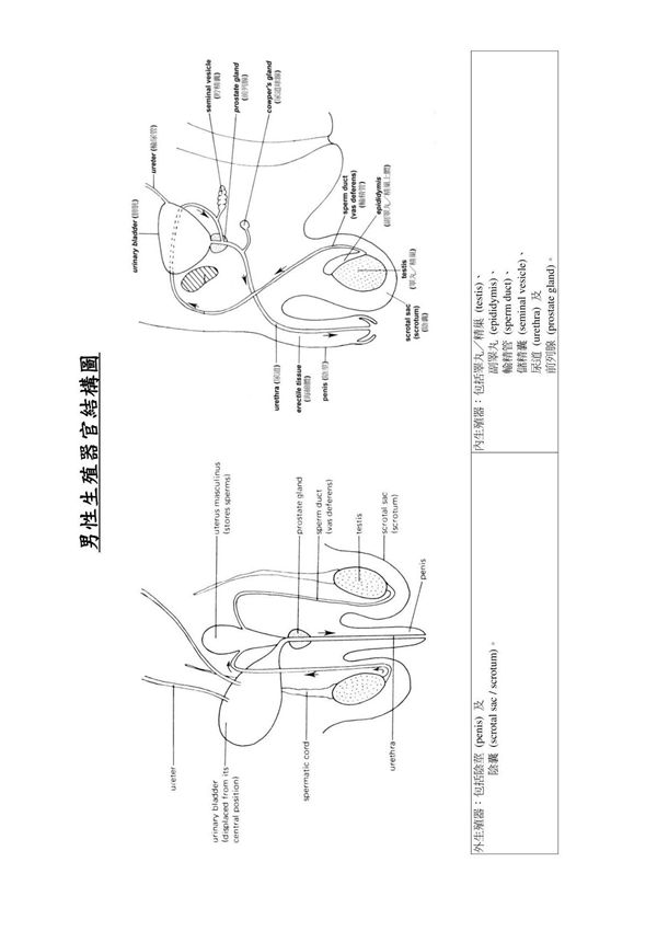男性生殖器官结构图