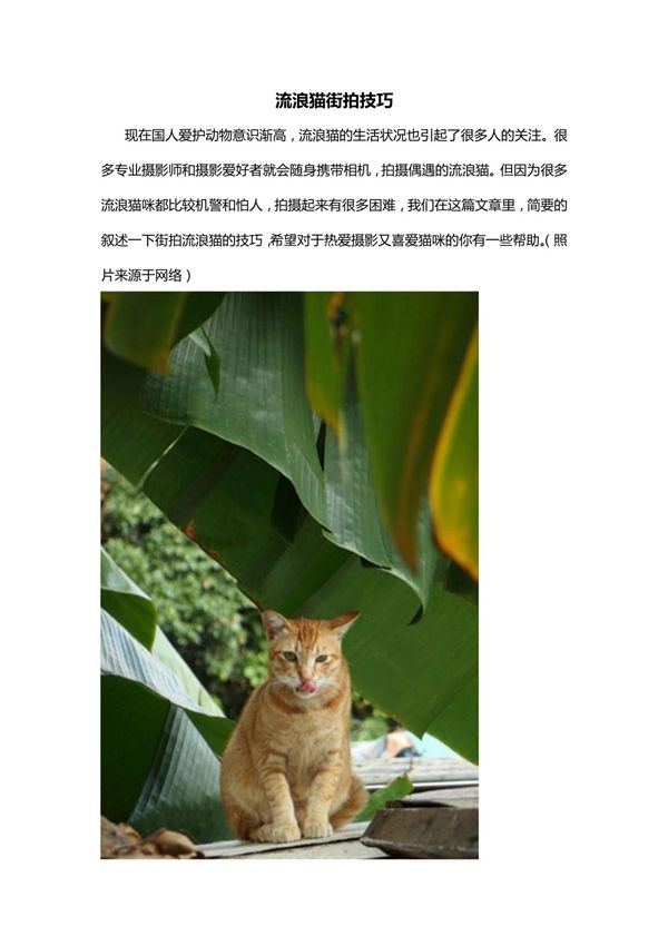 流浪猫咪街拍技巧