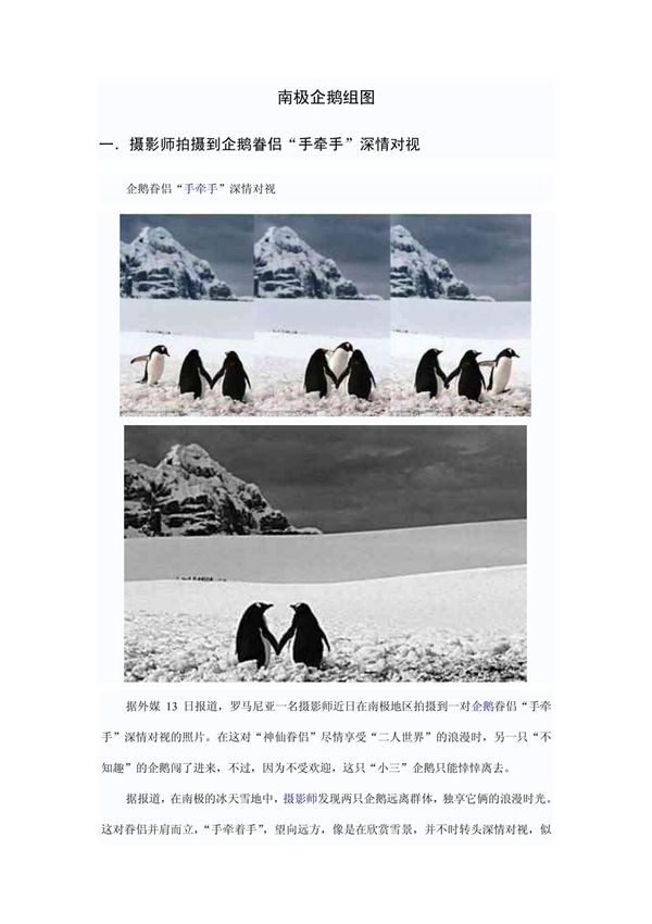 南极企鹅组图