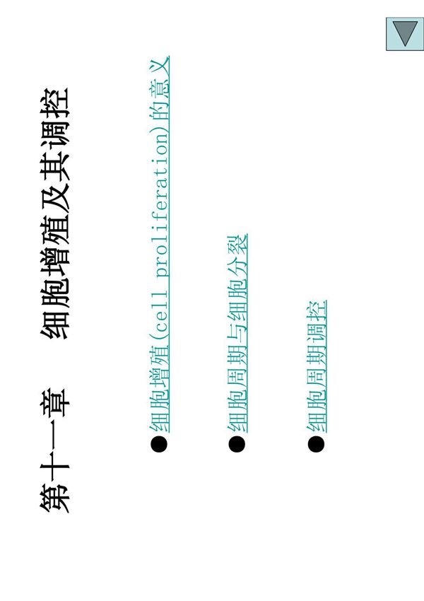 细胞生物学第十一章  细胞增殖及其调控