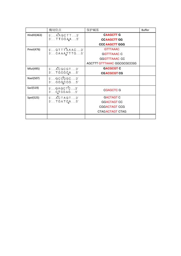酶切位点及保护碱基