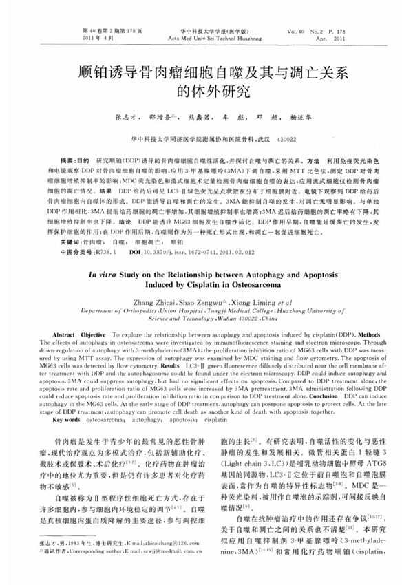 顺铂诱导骨肉瘤细胞自噬及其与凋亡关系的体外研究