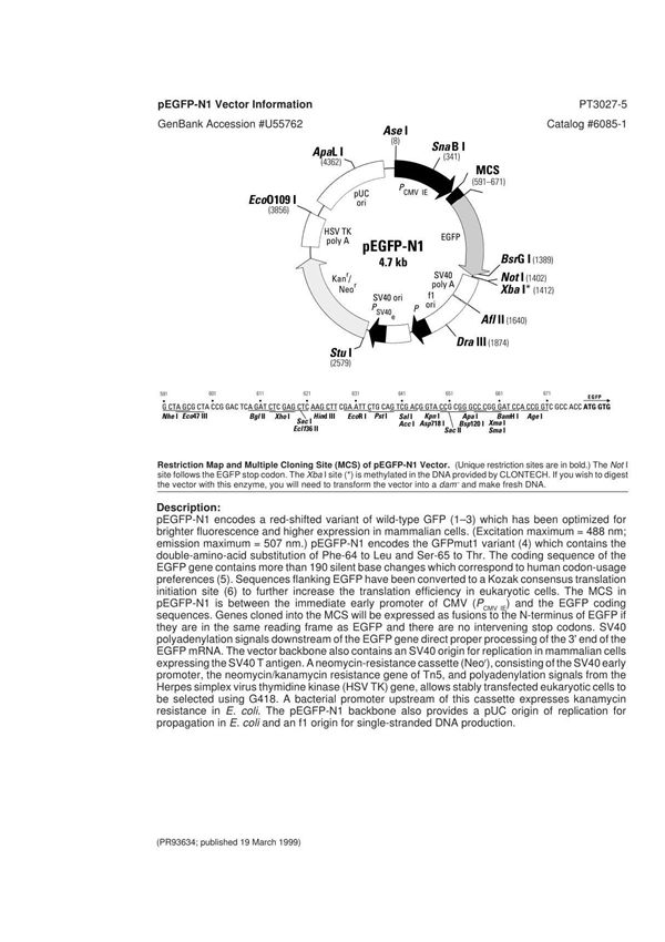 pEGFP-N1质粒图谱