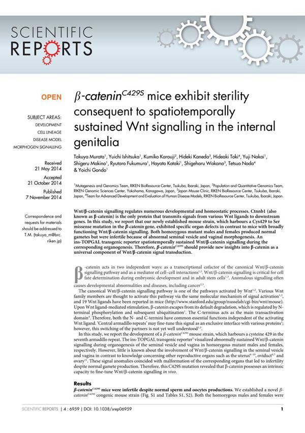 β-cateninC429S mice exhibit sterility consequent to spatiotemporally sustained Wnt signalling in the internal genitalia