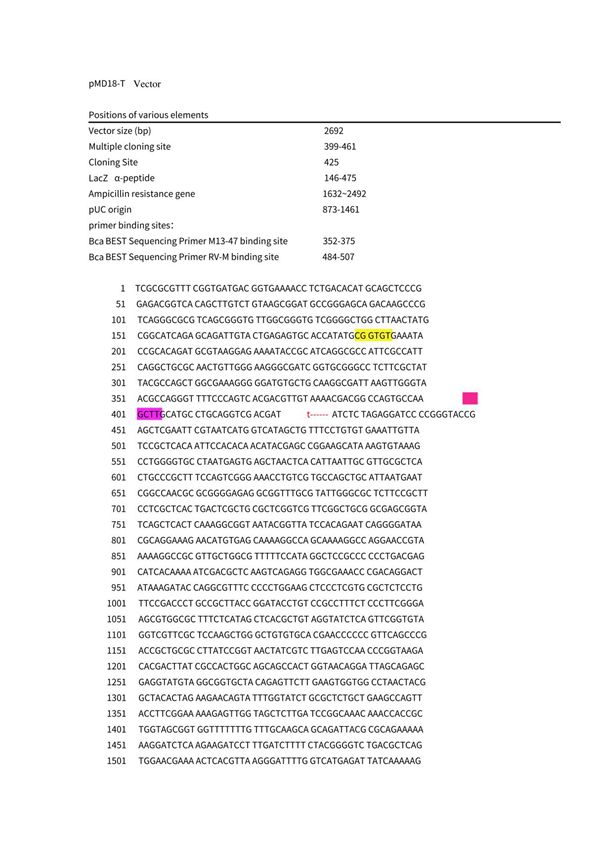 pMD18-T
