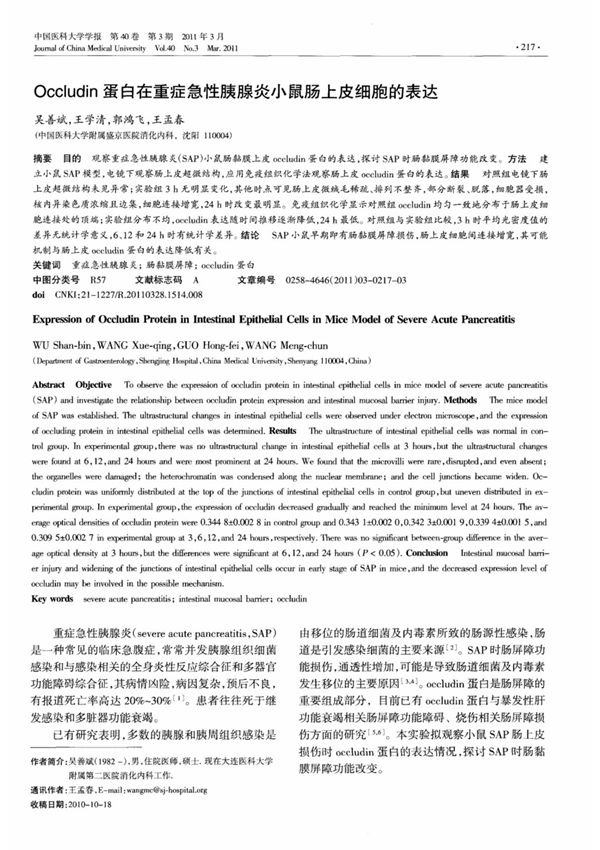 Occludin蛋白在重症急性胰腺炎小鼠肠上皮细胞的表达