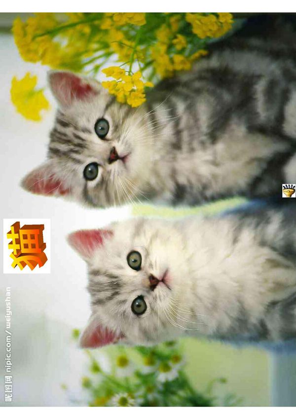 《猫》四年级语文课件