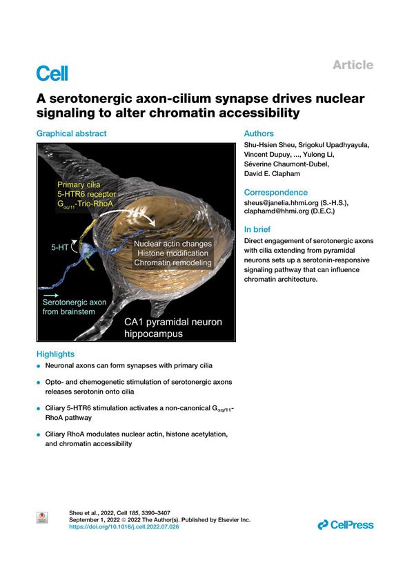A serotonergic axon-cilium synapse drives nuclear signaling to alter chromatin accessibility
