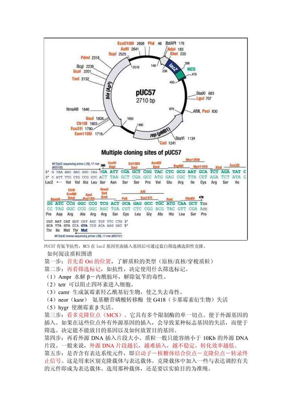 puc57图谱和质粒图谱阅读技巧