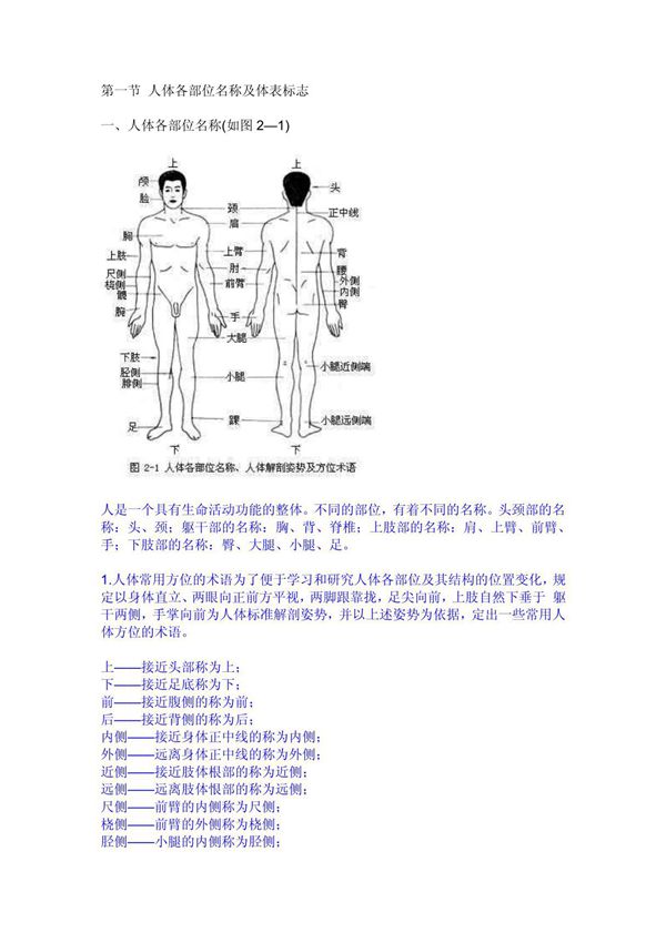 人体各部位名称及体表标志