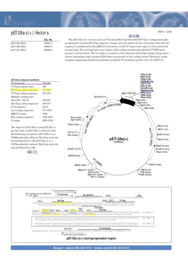 pet28 map pet28质粒图谱