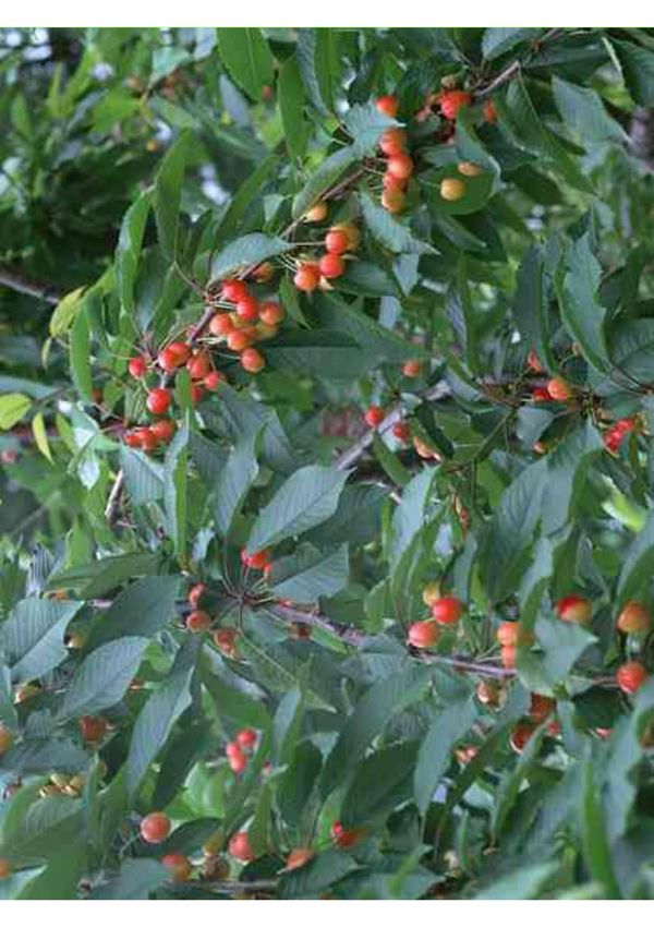 小学二年级语文S版《猴子种树》课件