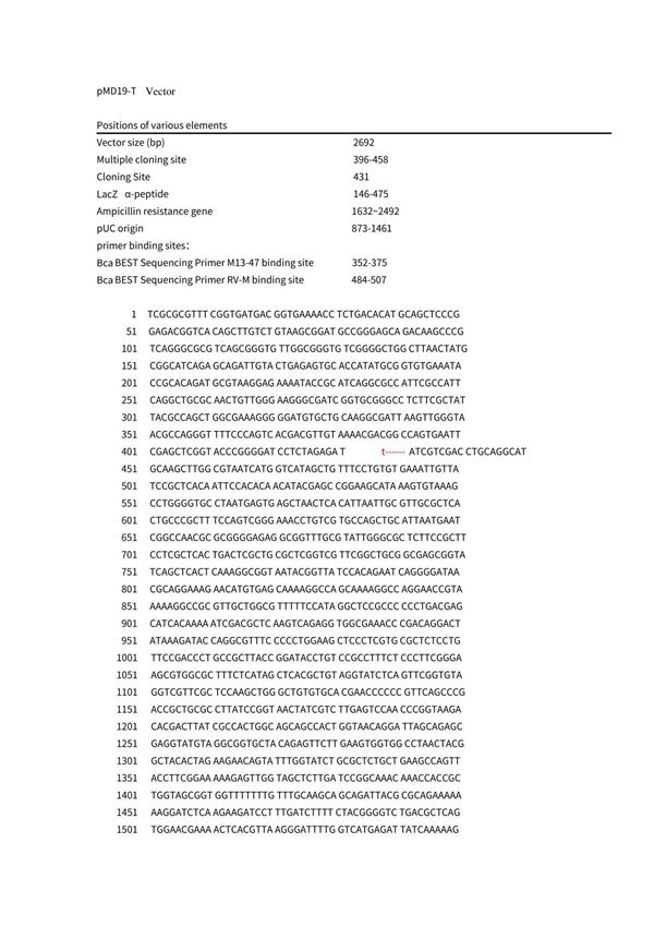 pMD19-T