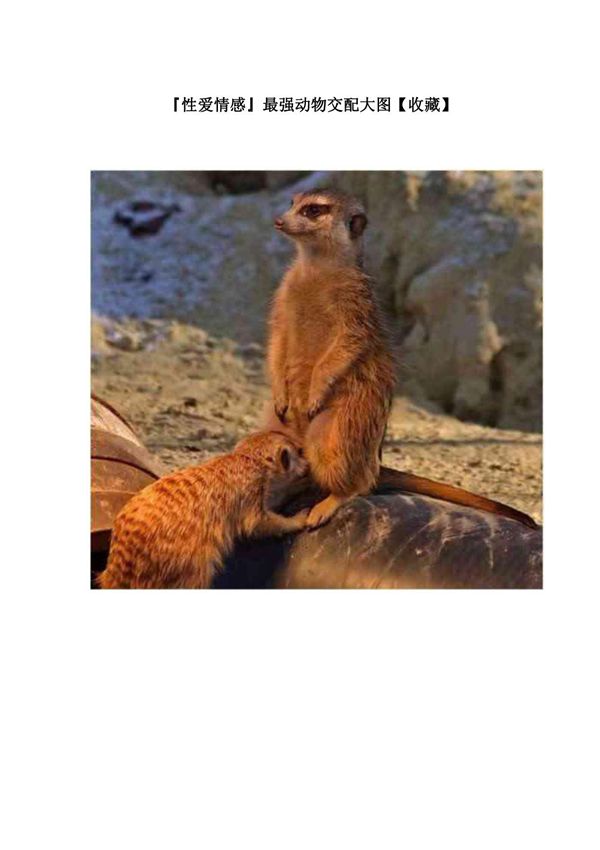 性爱情感最强动物交配大图(收藏)