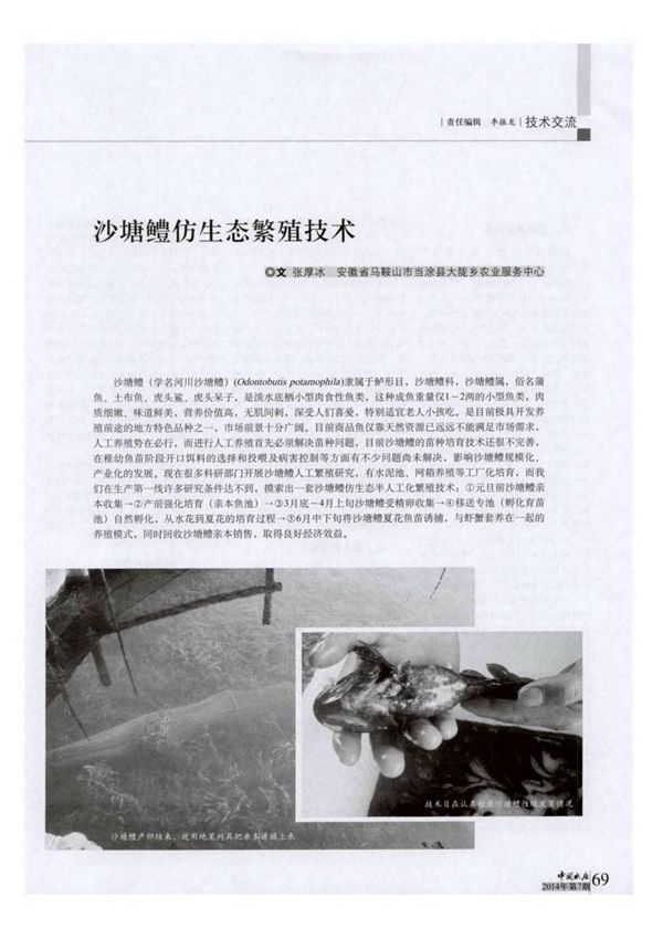 沙塘鳢仿生态繁殖技术