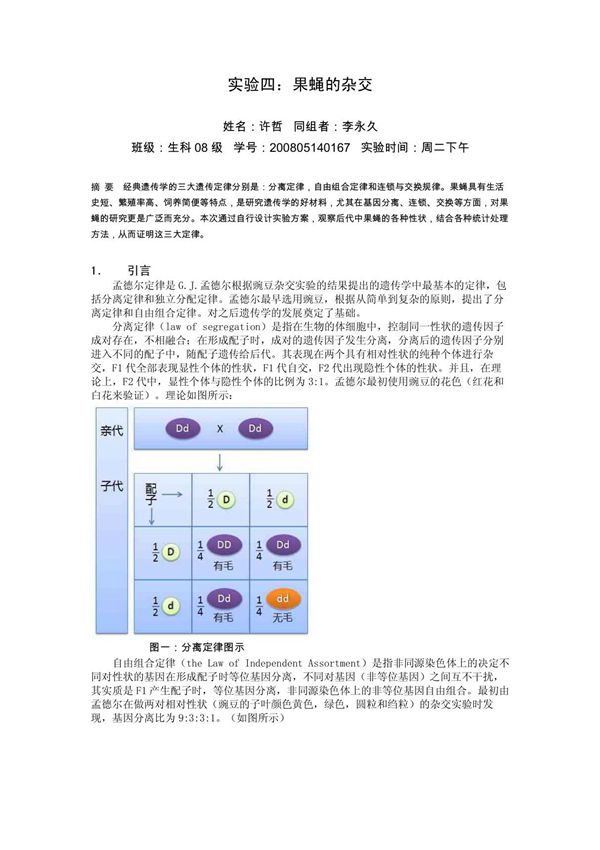 果蝇杂交的实验报告