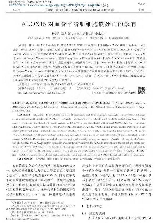 ALOX15对血管平滑肌细胞铁死亡的影响