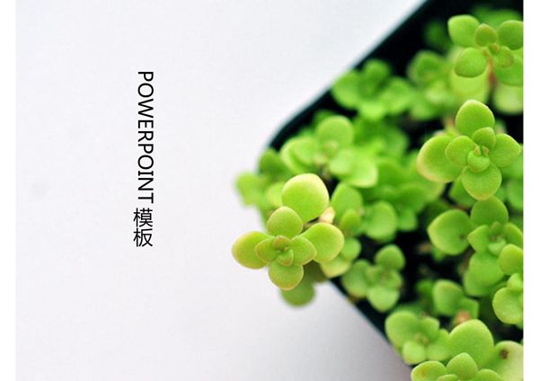 多肉植物ppt模板