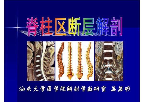脊柱区断层解剖学 精品课件