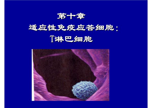 适应性免疫应答细胞 T淋巴细胞 哈医大《医学免疫学》课件