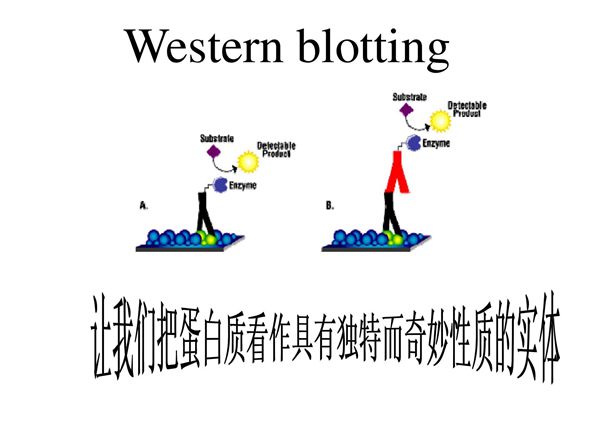 Western blot原理和技术