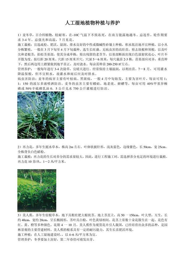 人工湿地植物种植与养护0920