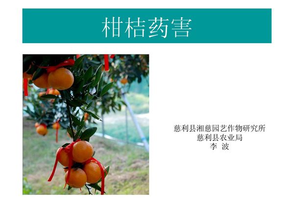 柑桔药害李波
