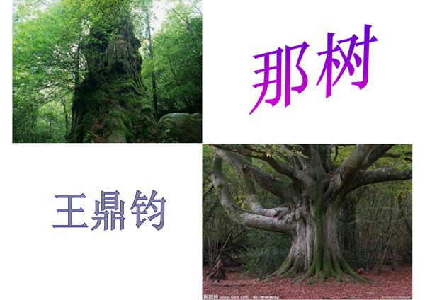 那树(公开课件)-PPT(精)