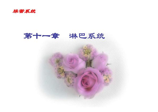 (基础医学)第十一章 淋巴系统