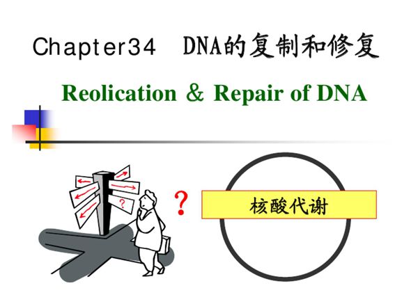(生物课件)第34章 DNA的复制和修复