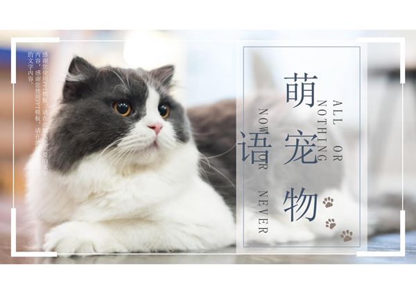 小清新萌宠物语宠物宣传画册PPT模板