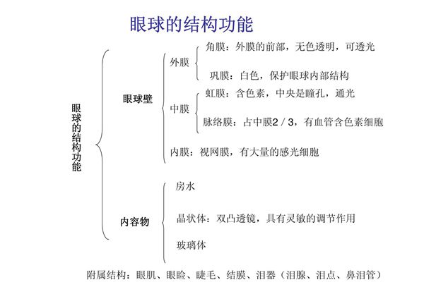 眼球的结构功能