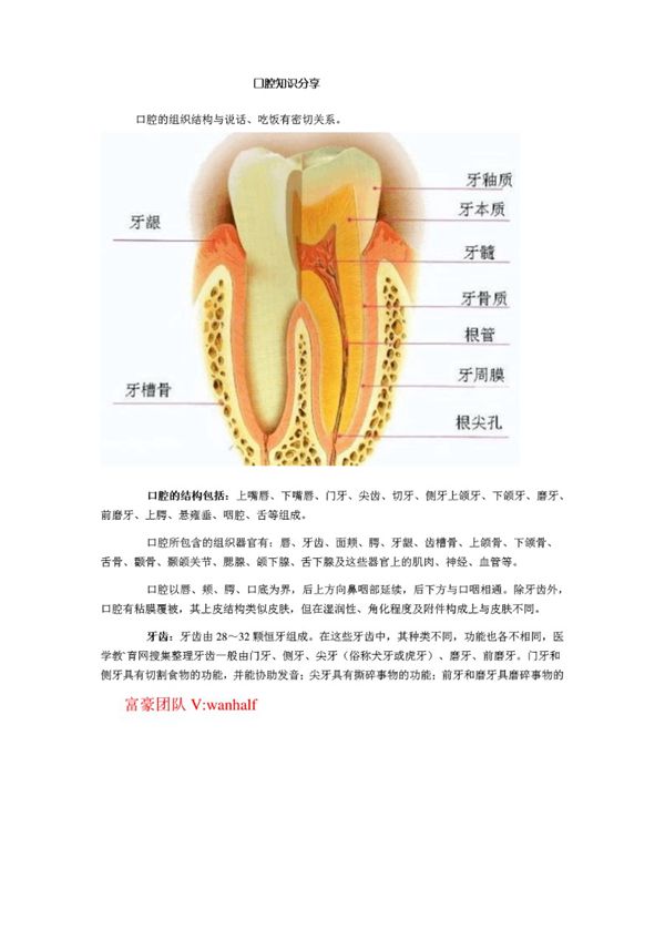 -口腔知识大全